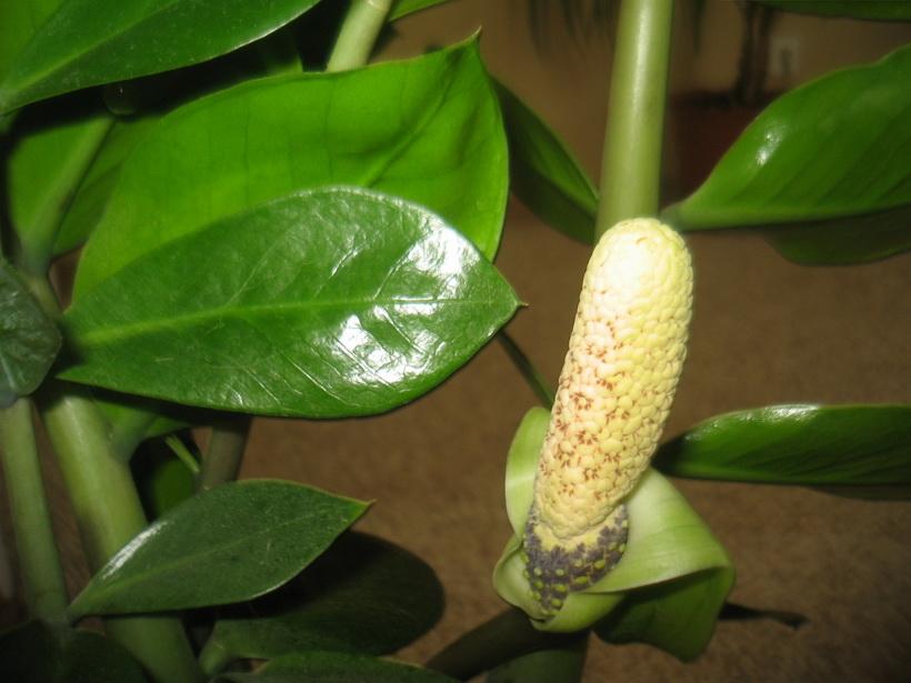 Когда цветет долларовое дерево комнатное растение. Приметы, связанные с растением Zamioculcas. Температура, влажность и освещение.