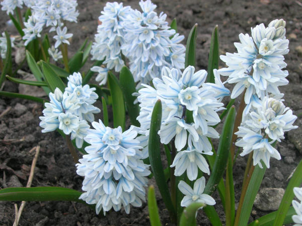 Голубые цветочки весной. Луковичные растения для сада: названия и их фото