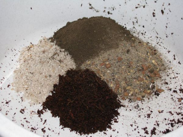 Bir para ağacını doğru şekilde nakletmek için Bir para ağacını doğru şekilde nakletmek için
