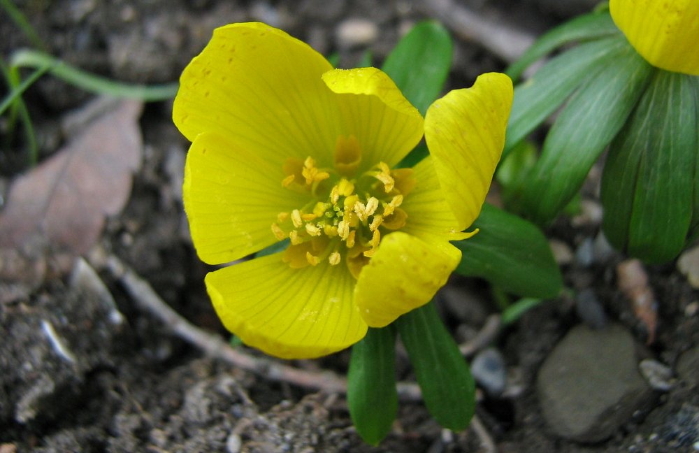 紫色の春の花 庭師の秘密 春の花はあなたのサイトに最適です